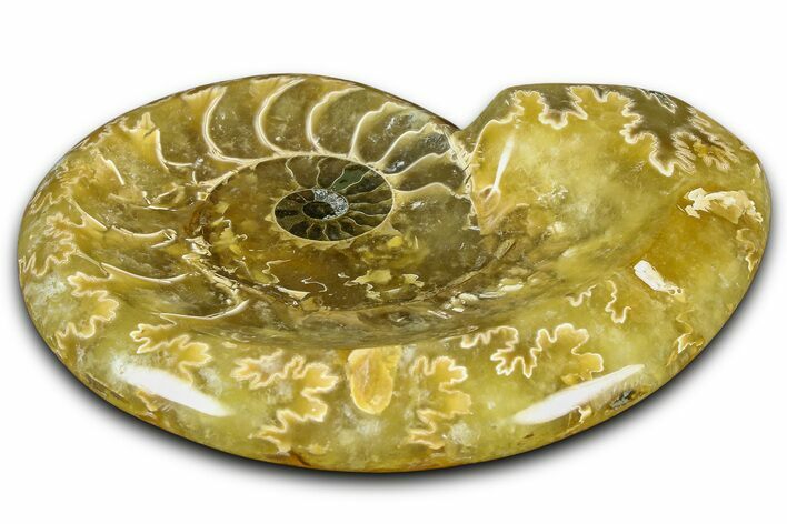 Polished Fossil Ammonite Dish - Madagascar #361360